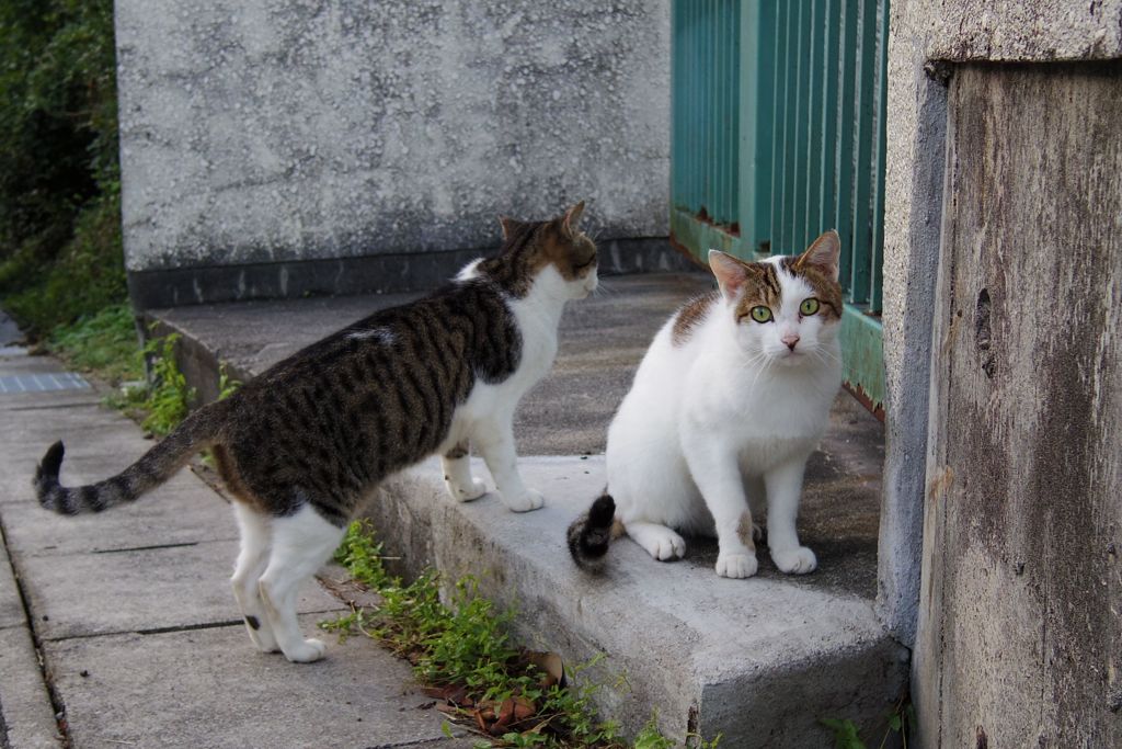 10月8日、朝のご近所猫②