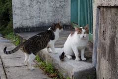 10月8日、朝のご近所猫②