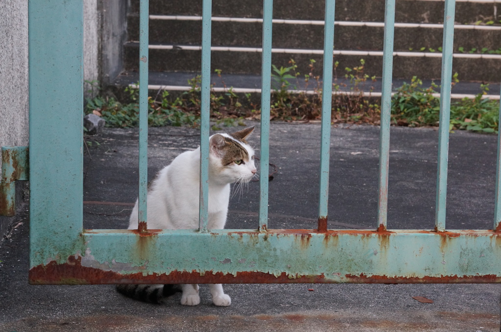 10月11日、朝のご近所猫 ④