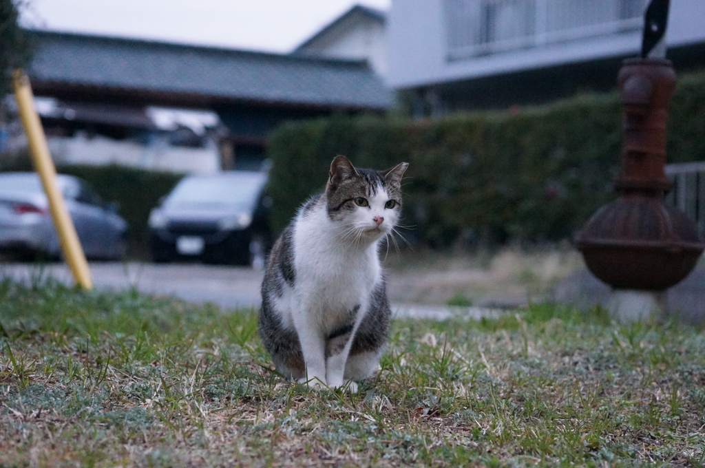 2018 ご近所猫_066