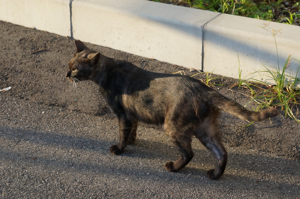 朝、逢った猫 9月13日 (2)