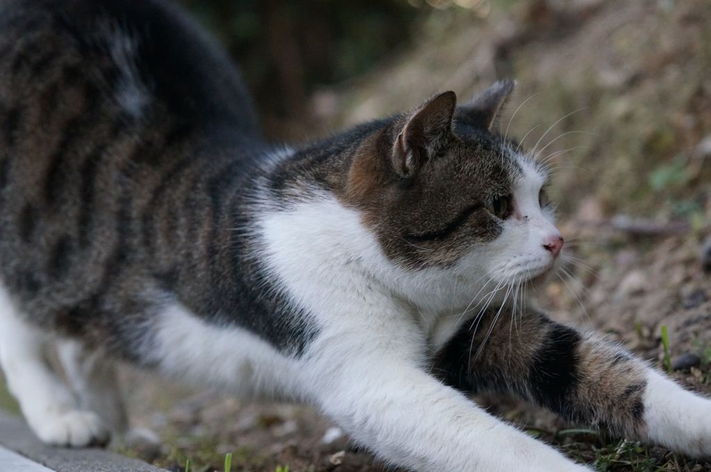 12月20日・朝のご近所猫②