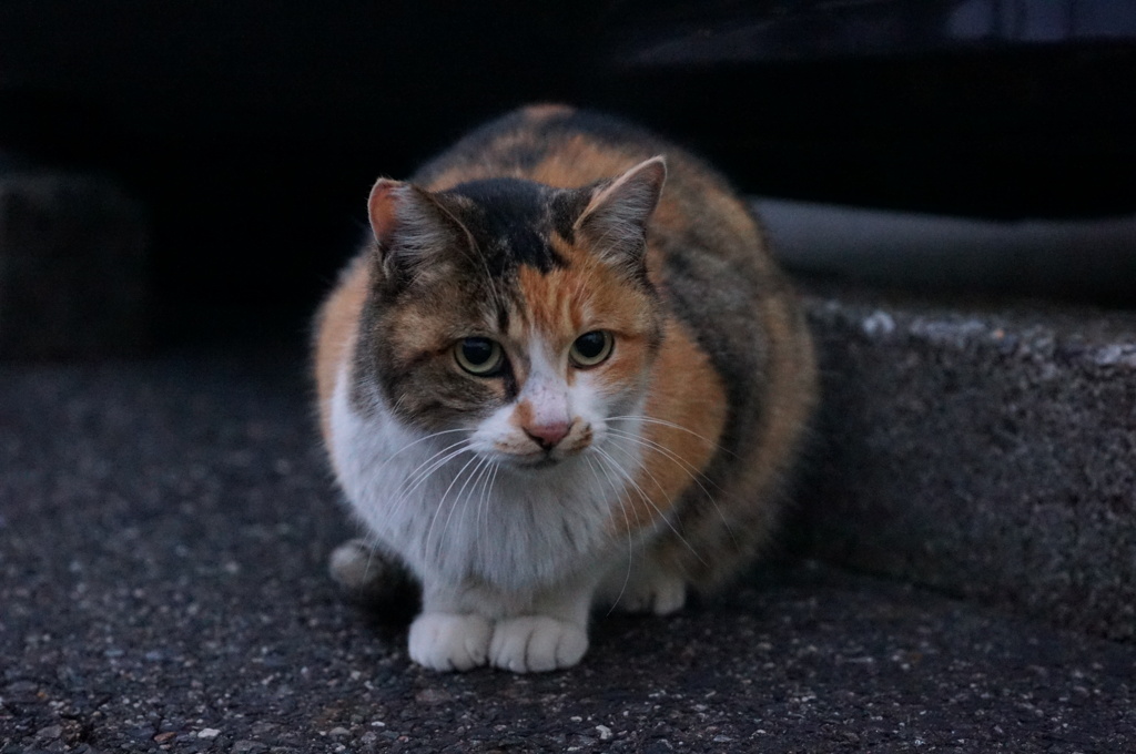 12月28日・朝のご近所猫③