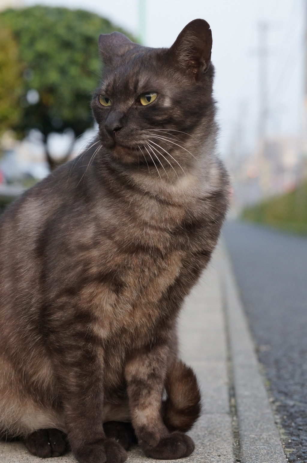 2018年 ご近所猫_137