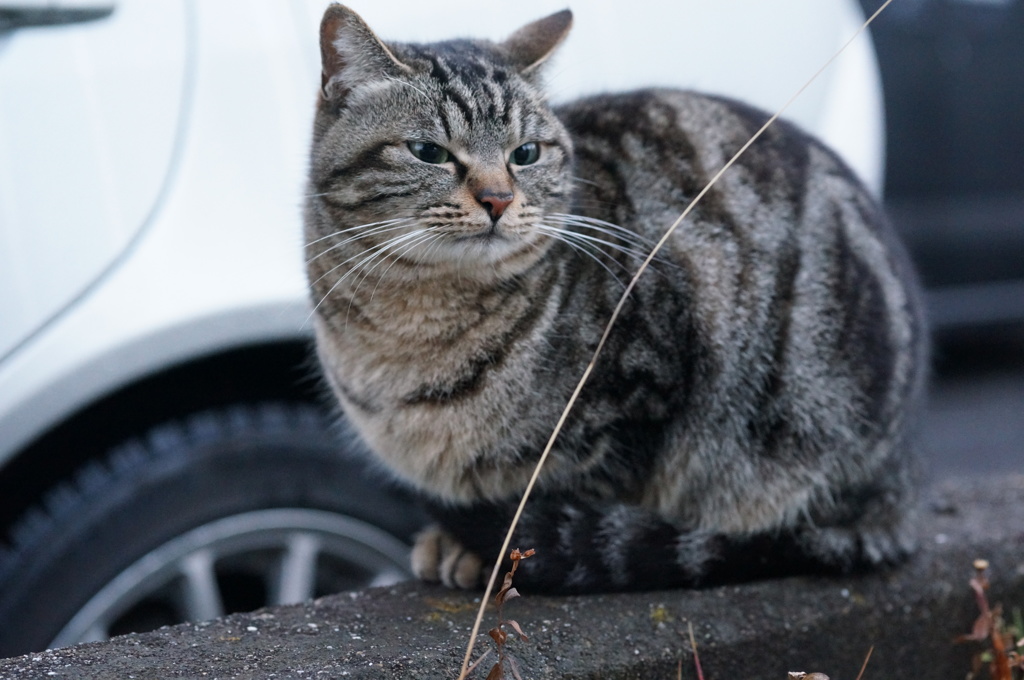 2018 ご近所猫_031