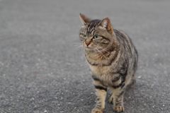 12月23日・朝のご近所猫①