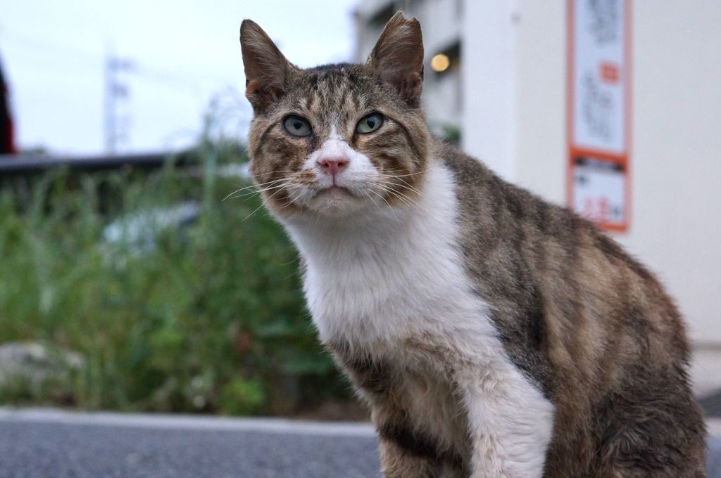 2018年 ご近所猫_202