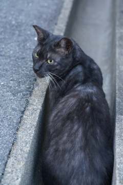 10月27日、朝のご近所猫 ②