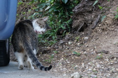 朝、あった猫 9月15日  (3)