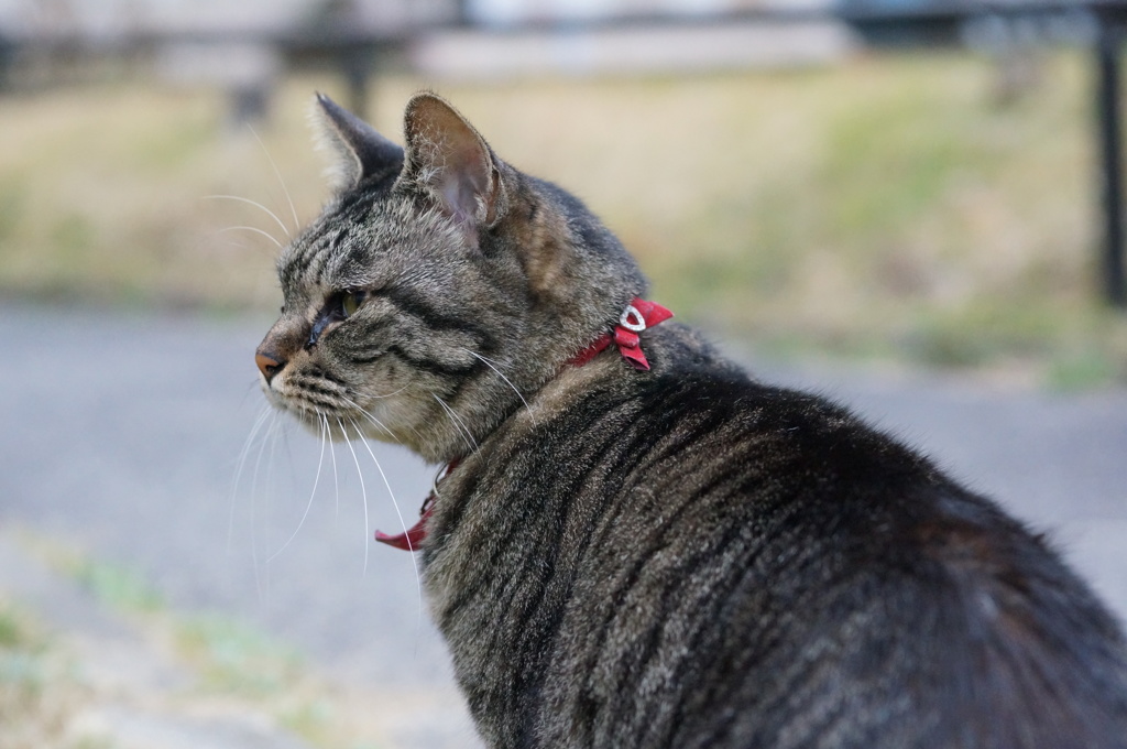 2018 ご近所猫_080