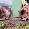 10月13日、朝のご近所猫 ①