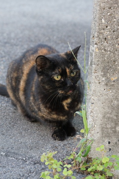 朝、逢った猫 9月19日