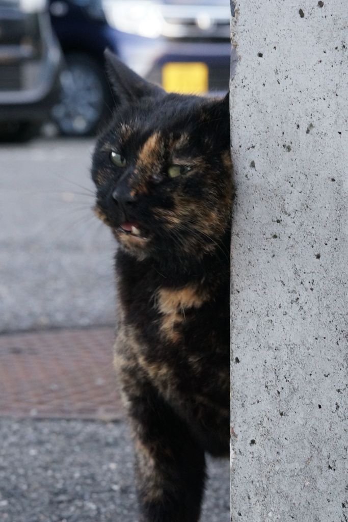 10月23日、朝のご近所猫 ③