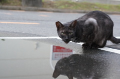 10月18日、朝のご近所猫 ②