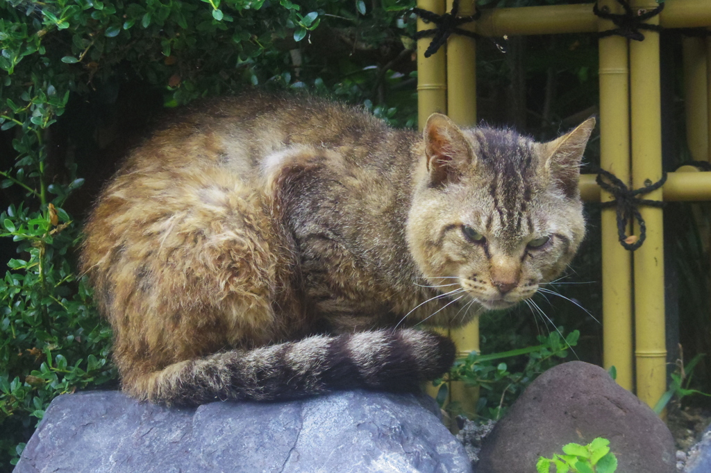 朝逢った猫 6月29日