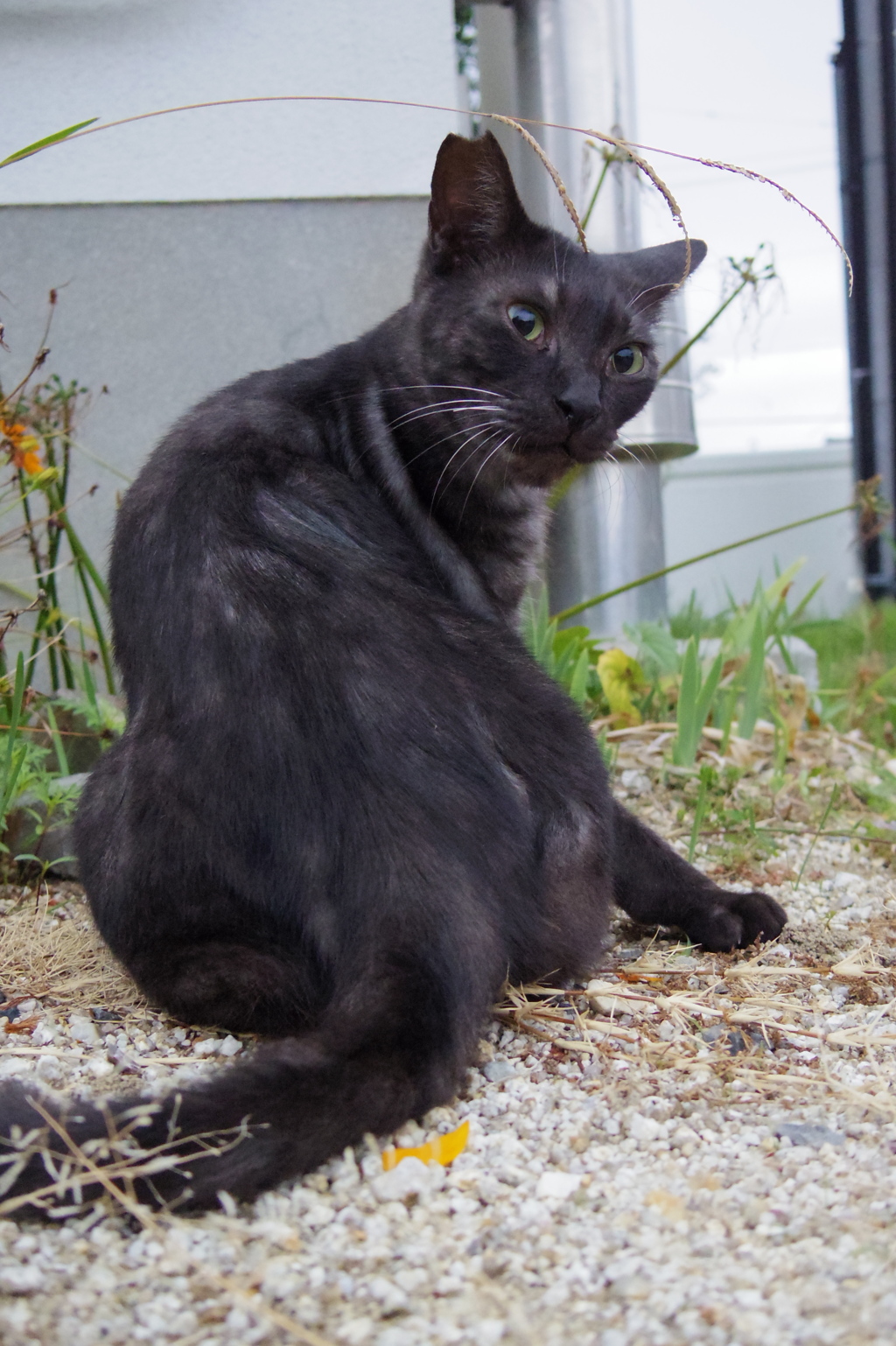 10月13日、朝のご近所猫 ③