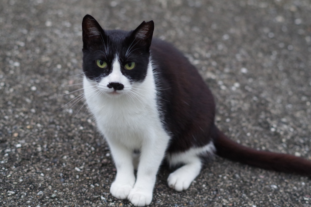朝、逢った猫 7月1日 (1)