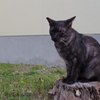 11月5日・朝のご近所猫③