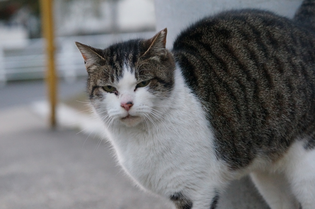 2018 ご近所猫_050