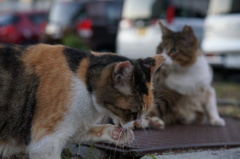 10月11日、朝のご近所猫 ①