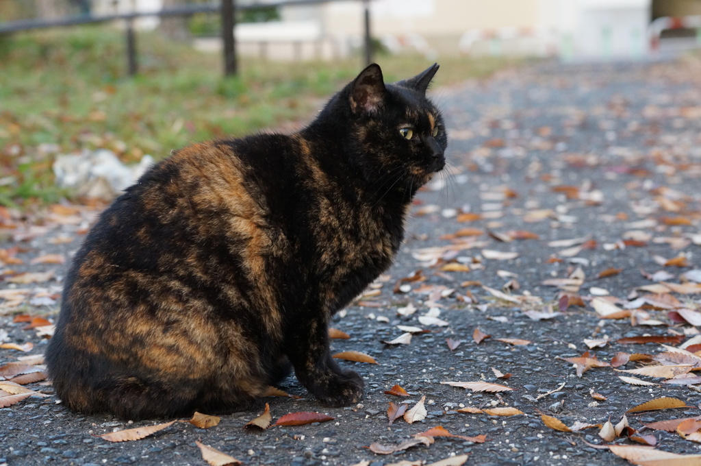11月29日・朝のご近所猫⑥