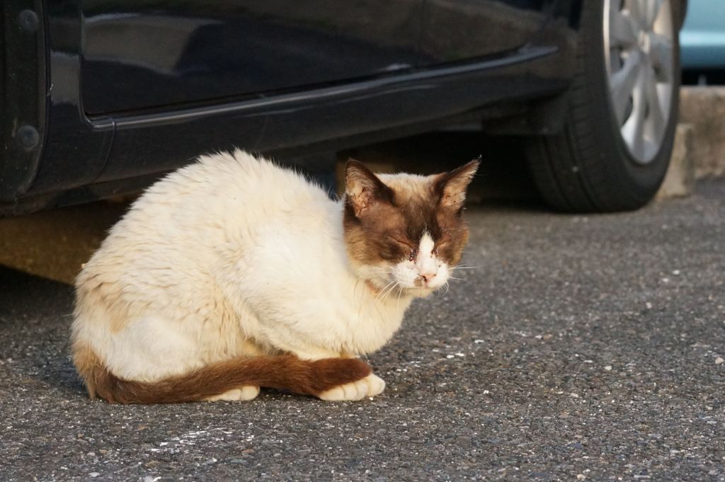 2018年 ご近所猫_199