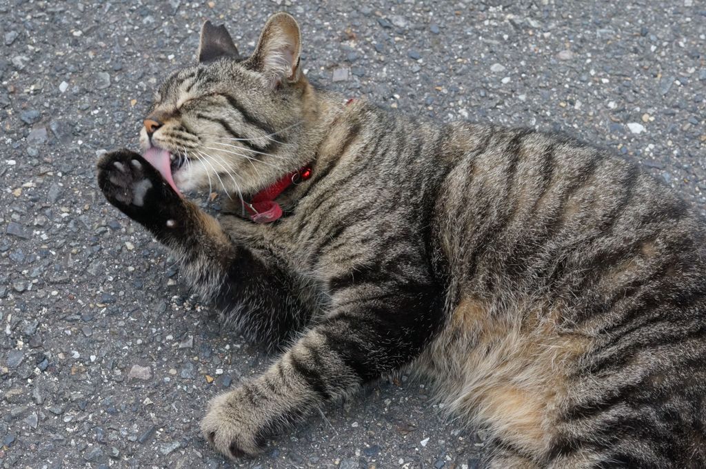 2018年 ご近所猫_206