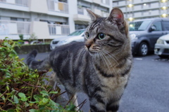 10月21日、朝のご近所猫 ①