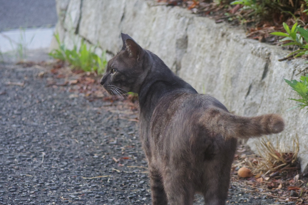 何か、いるの？