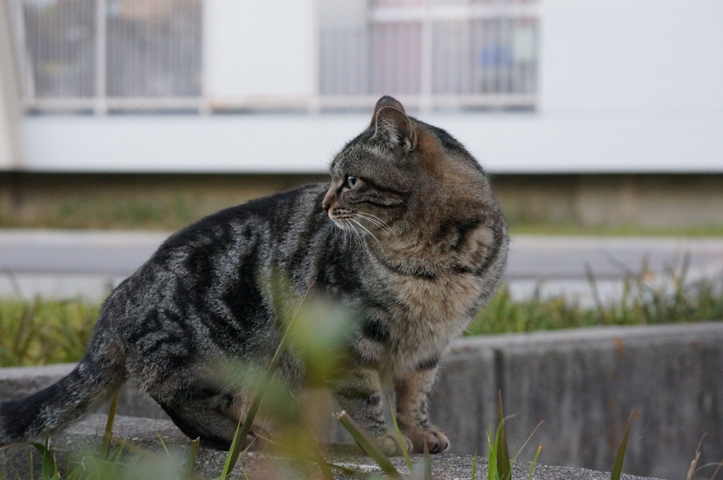 12月14日・朝のご近所猫④