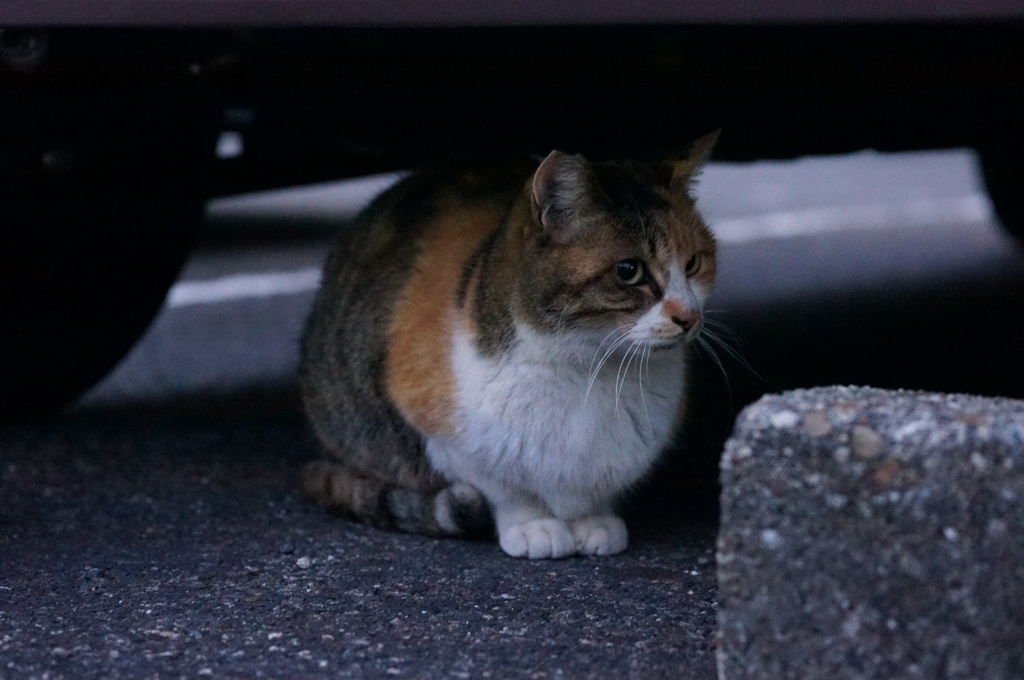 2018 ご近所猫_001