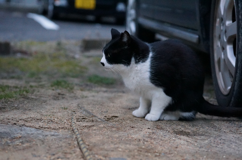 2018 ご近所猫_058