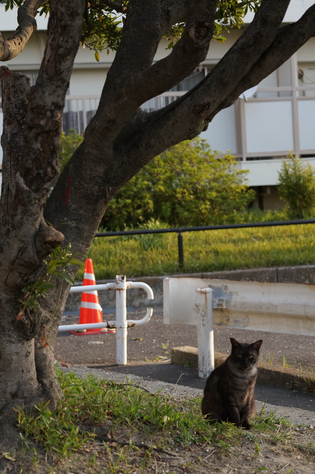 2018年 ご近所猫_129