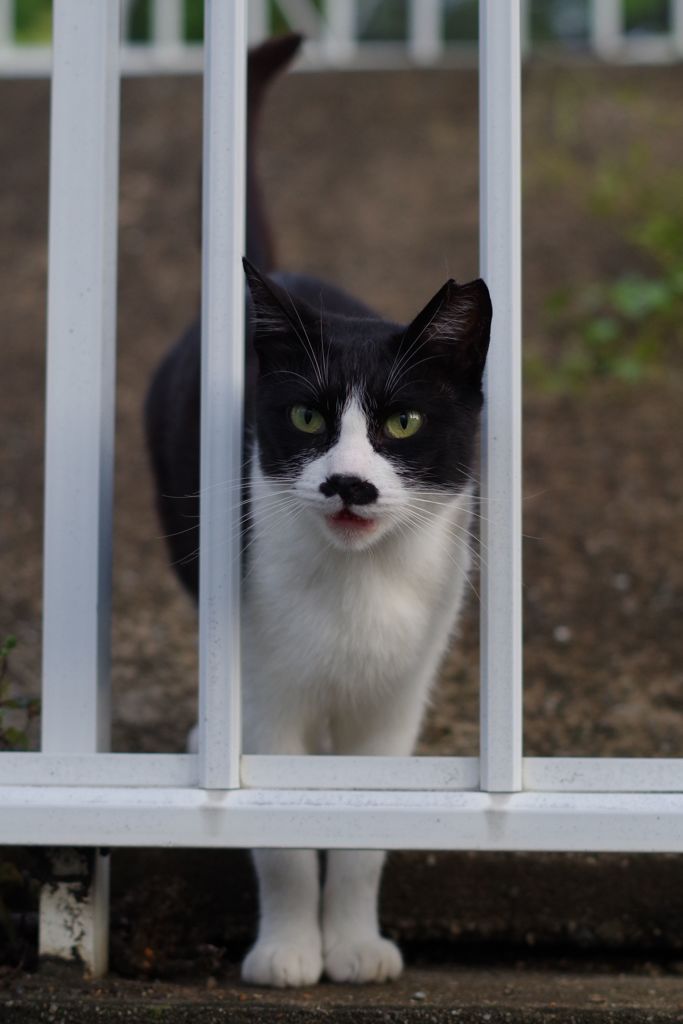 朝逢った猫 6月26日
