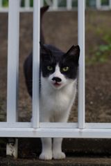 朝逢った猫 6月26日