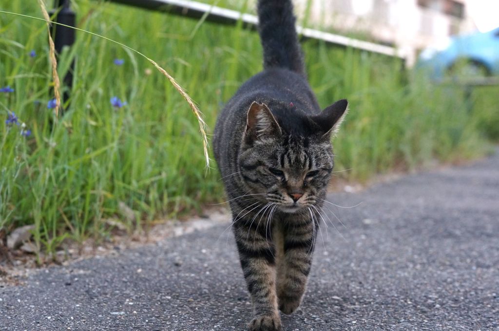 2018年 ご近所猫_243