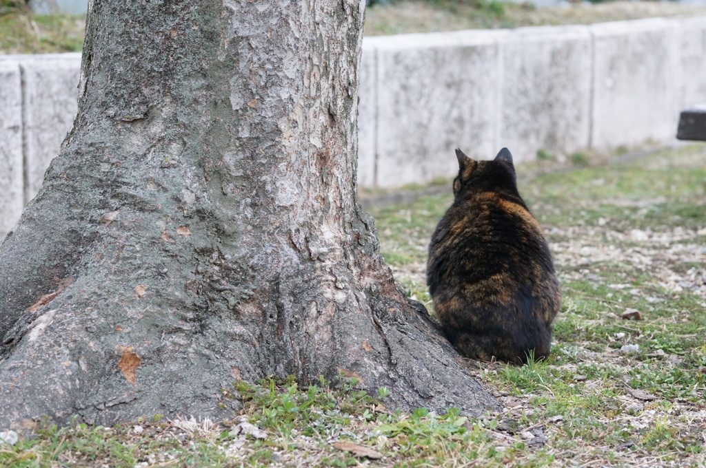 2018 ご近所猫_074