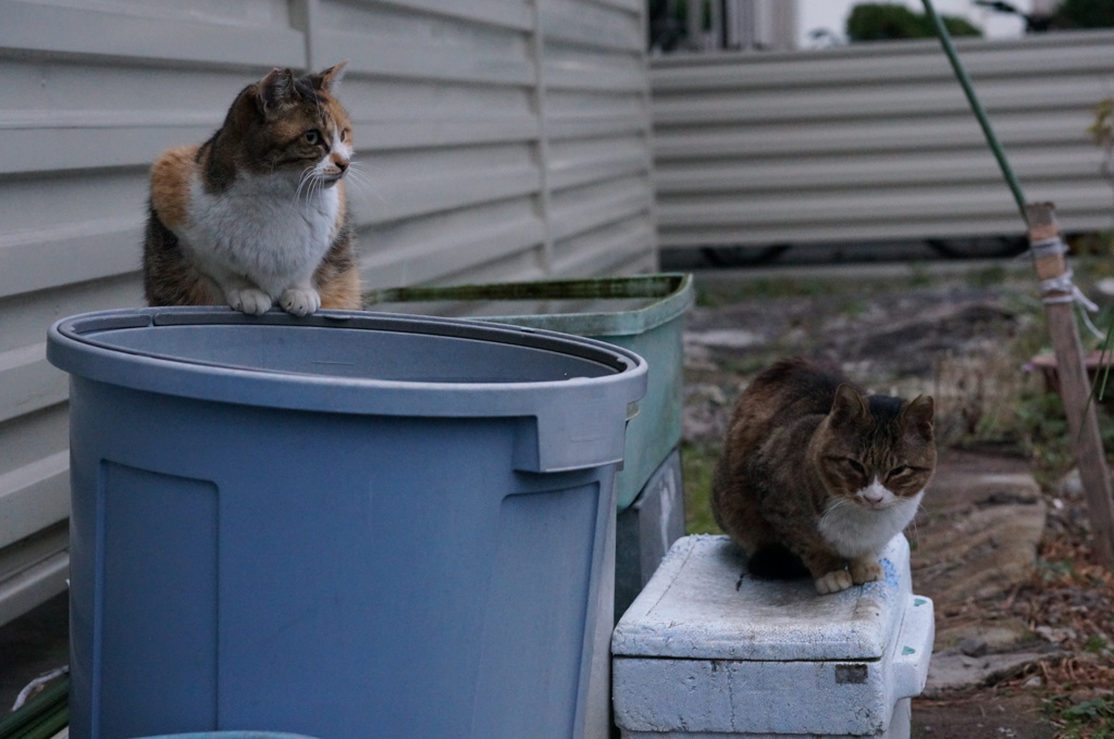 2018 ご近所猫_004