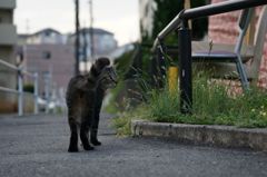 朝、逢った猫 7月21日