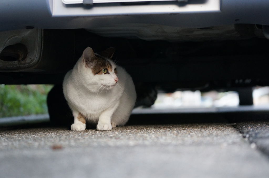 11月1日・朝のご近所猫②