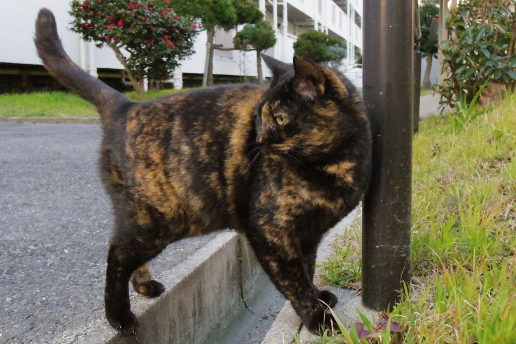 2018 ご近所猫_063
