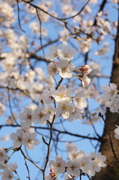やはりこの時期は桜を撮ります。①