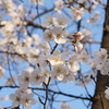 やはりこの時期は桜を撮ります。①