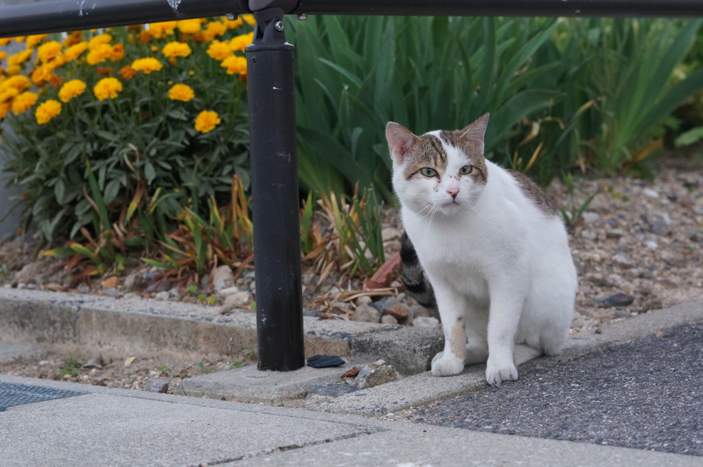 2018年 ご近所猫_225