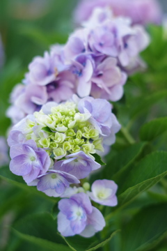 7月8日の紫陽花