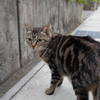10月13日、朝のご近所猫 ②
