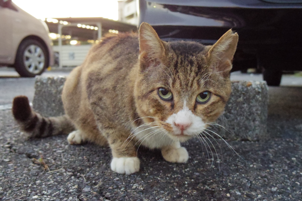 10月8日、朝のご近所猫①