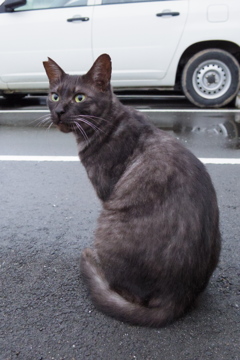 10月21日、朝のご近所猫 ②