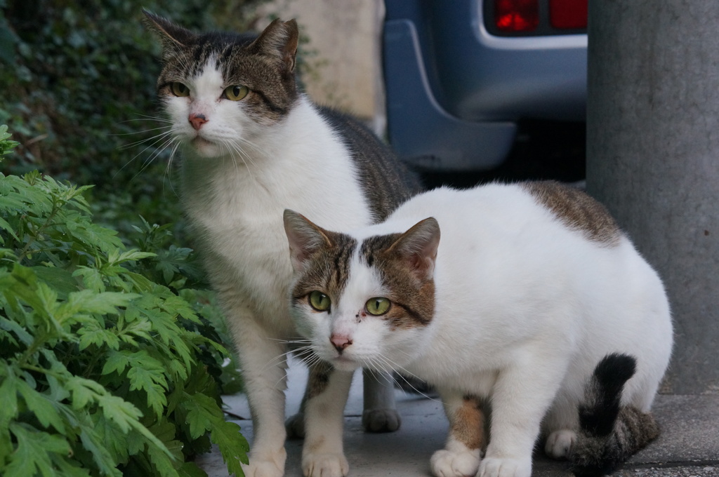 11月2日・朝のご近所猫②