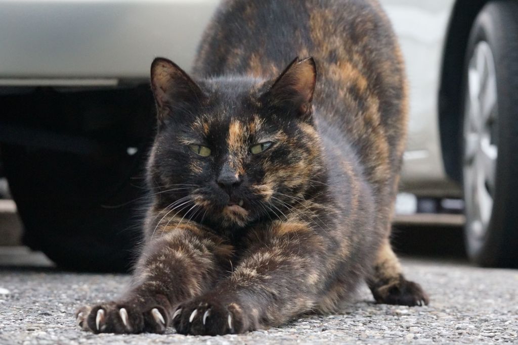 10月4日、朝のご近所猫④